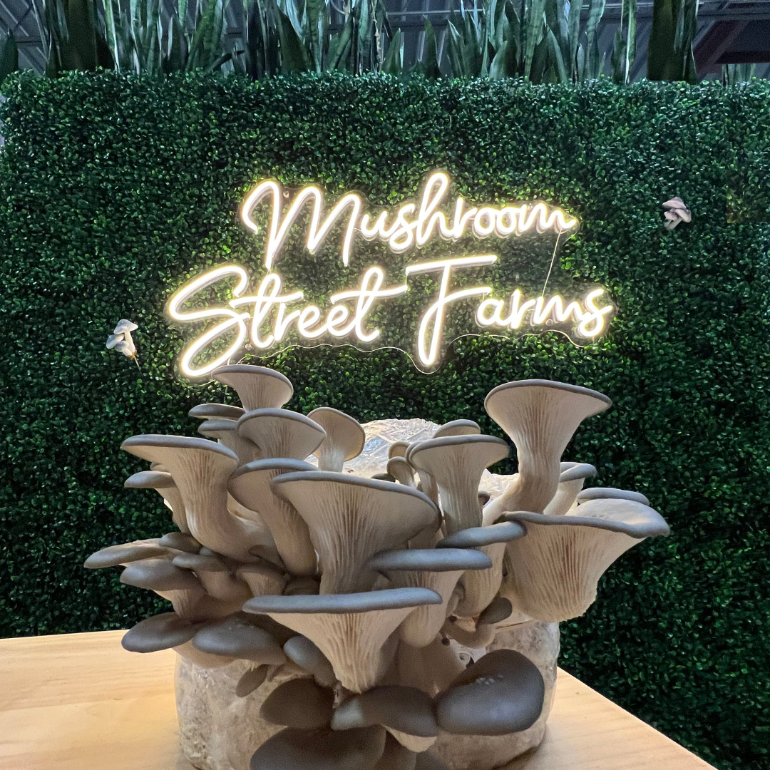 Mushroom Street Farms Blue Oyster Mushrooms