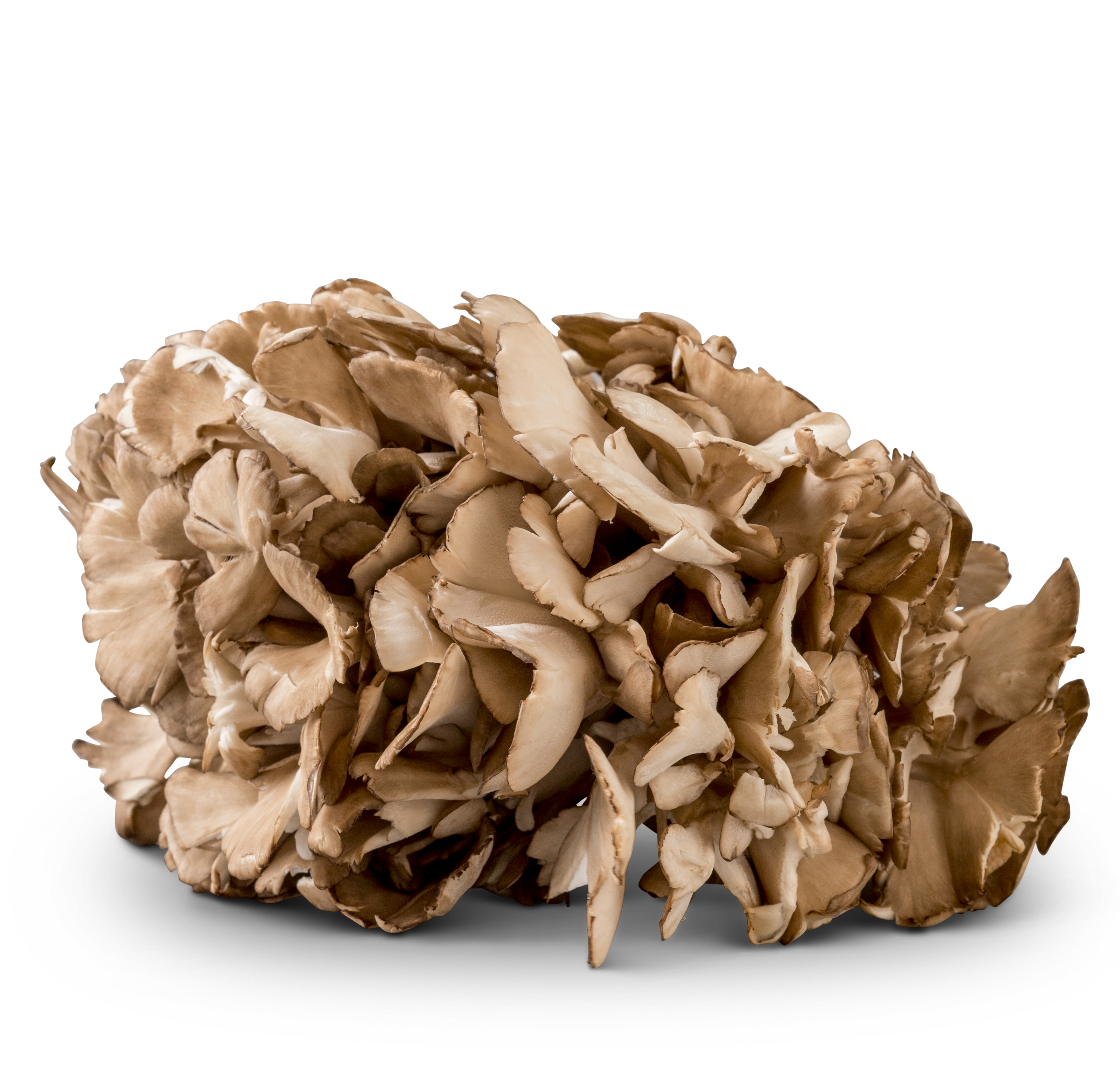 Maitake Mushrooms