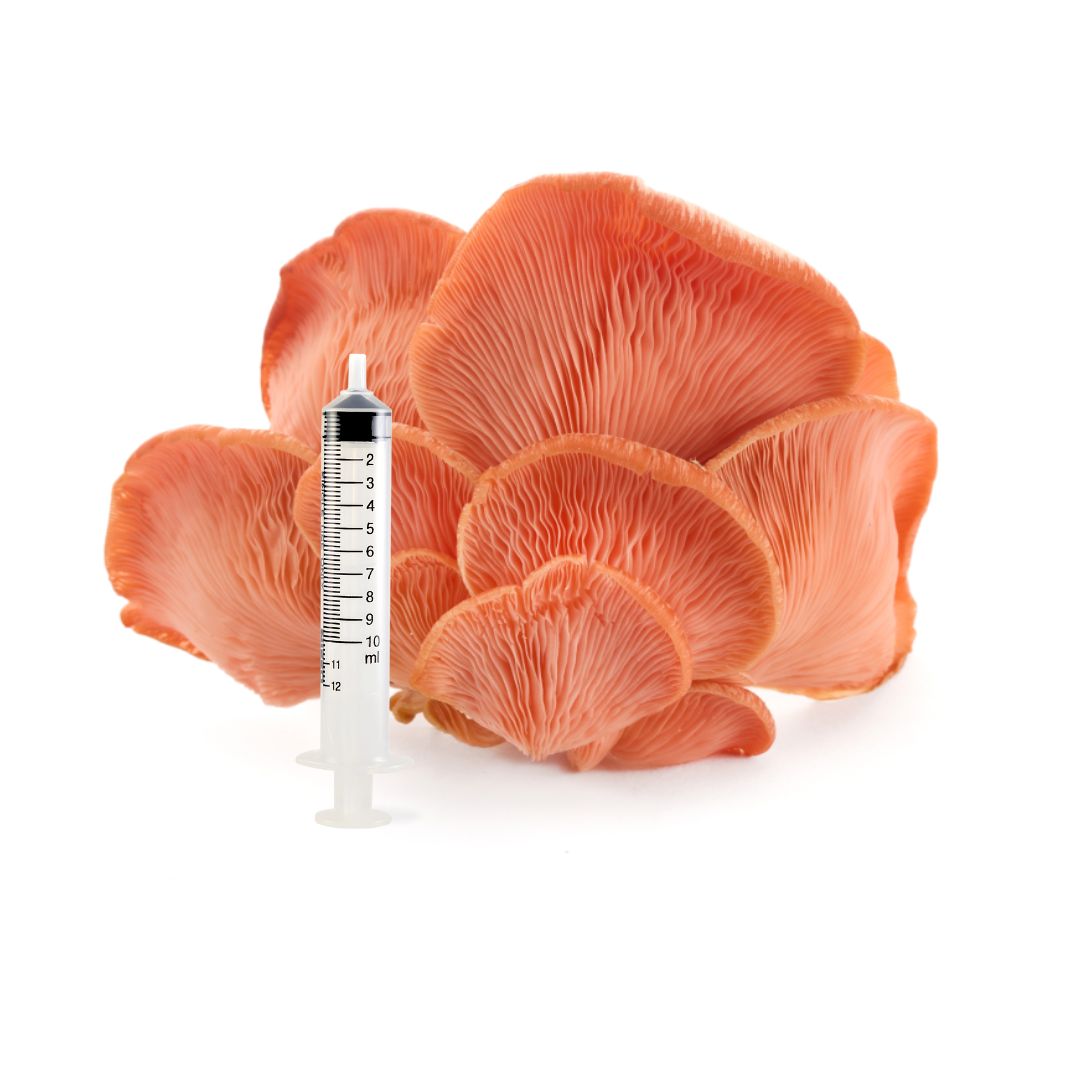 Mushroom liquid culture syringe in front of a cluster of pink oyster mushrooms