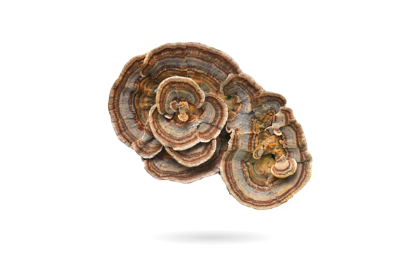 Turkey Tail mushroom