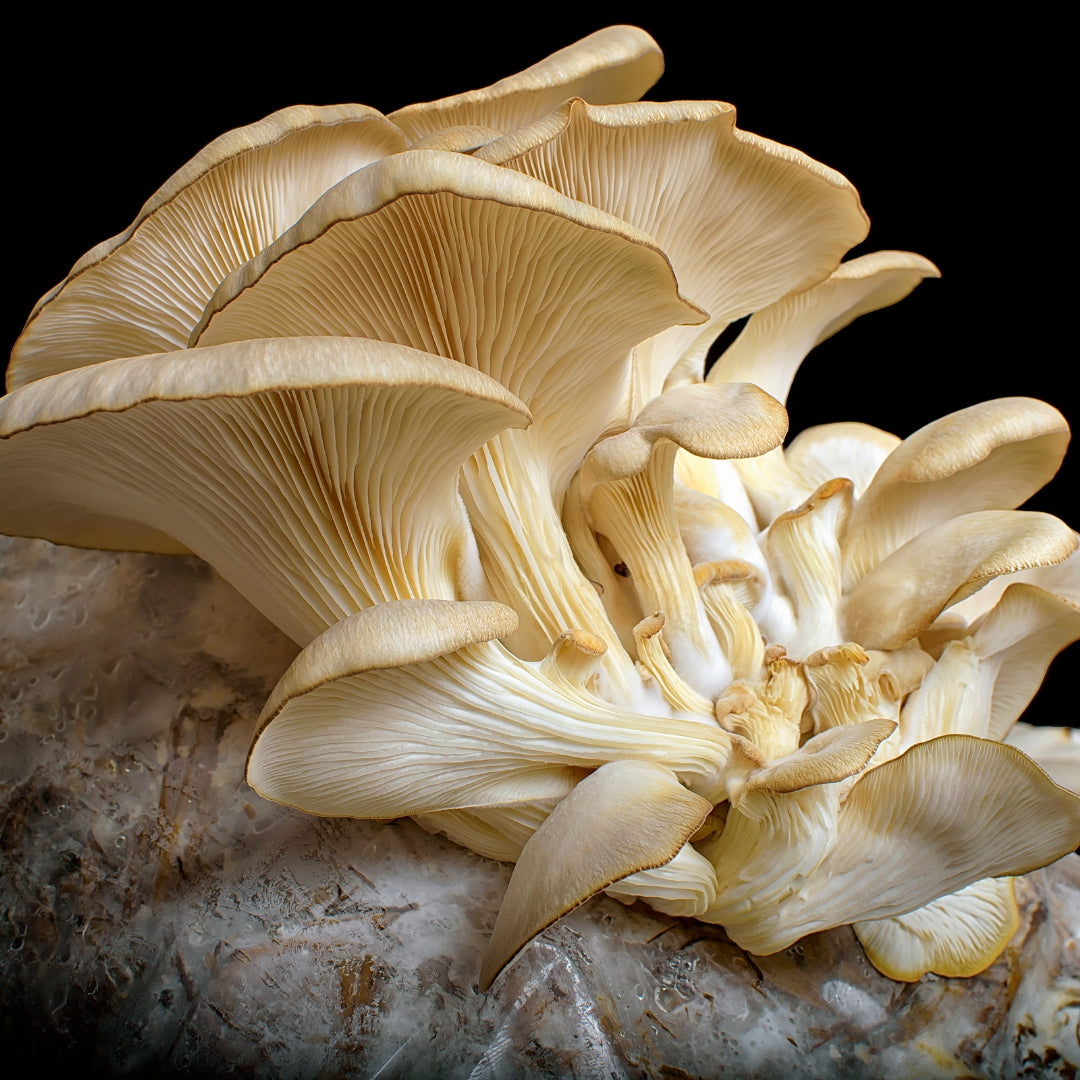Oyster mushrooms growing from bag