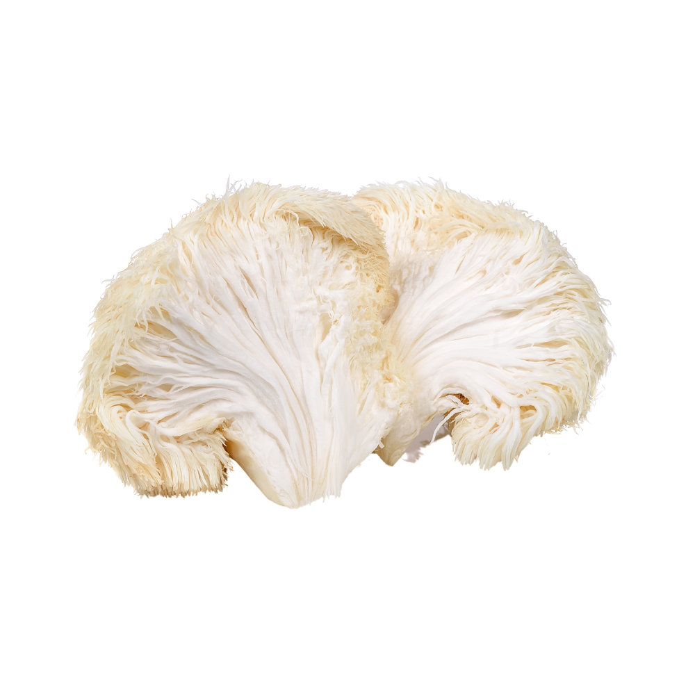 Lion's Mane Mushrooms