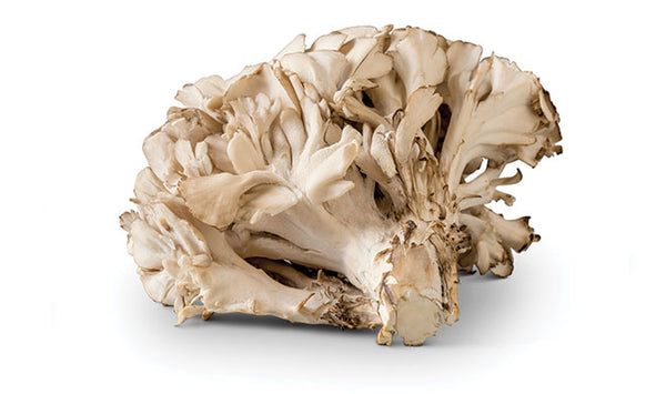 Maitake mushroom