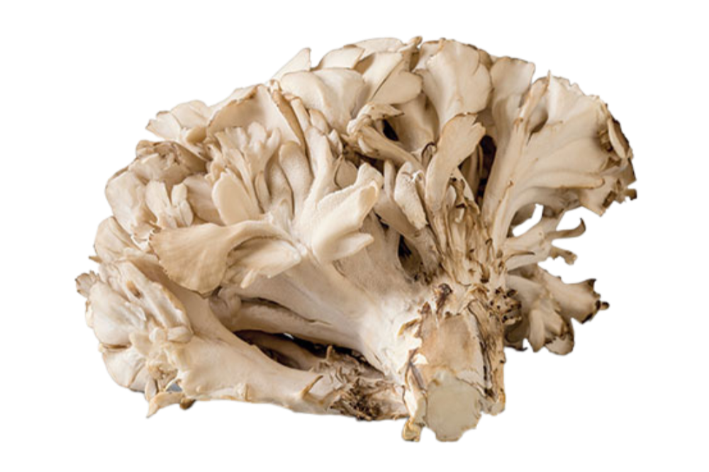 Maitake Mushrooms