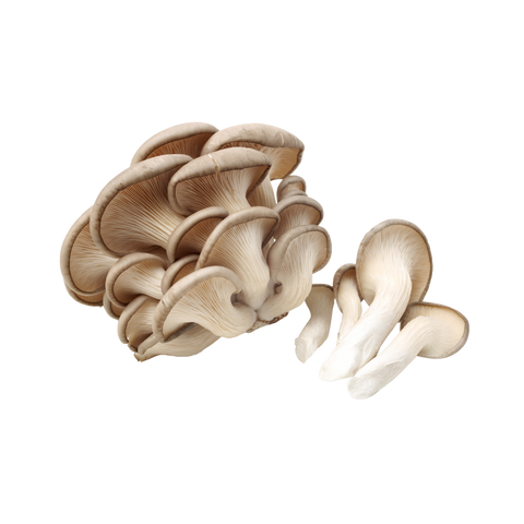 Blue Oyster Mushrooms