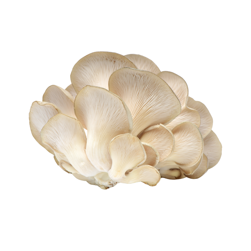 Oyster Mushrooms