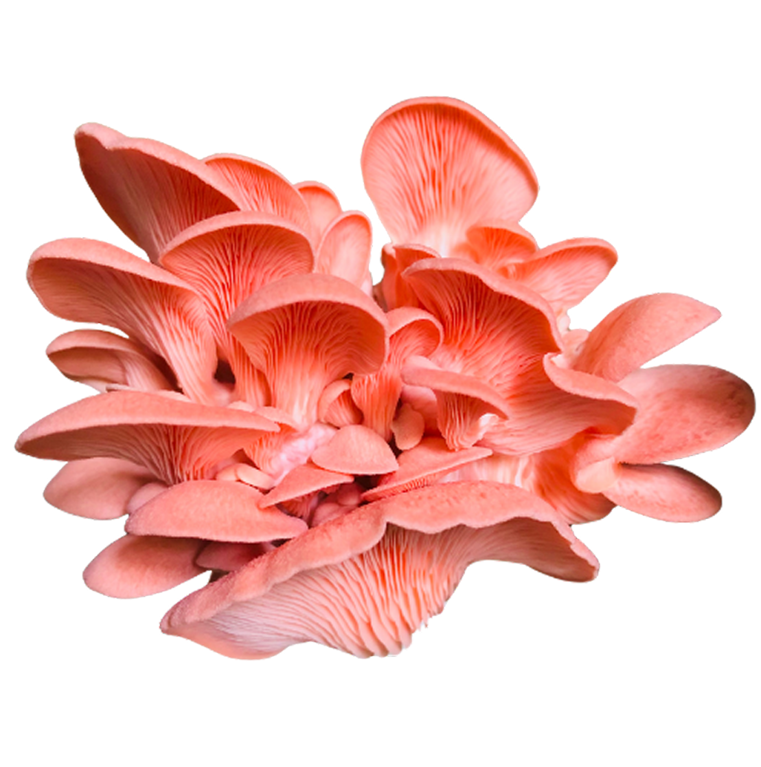 Large fan of fresh pink oyster mushrooms showing their gills, on a white background