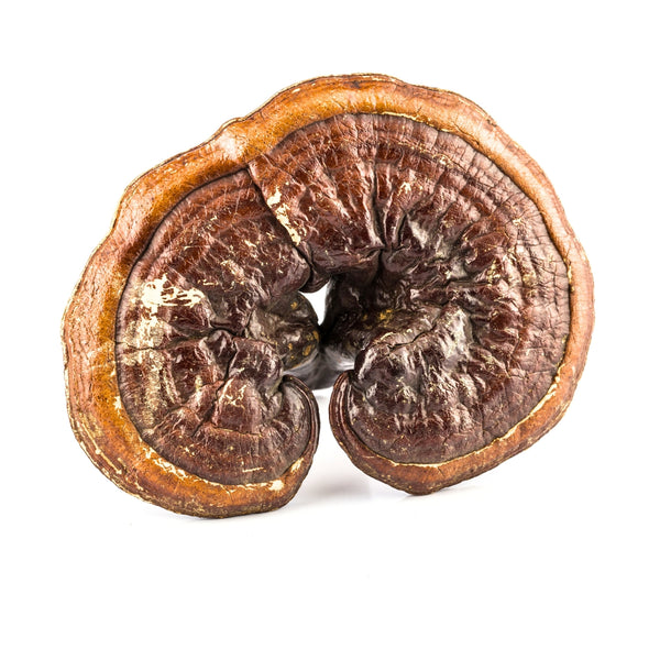 Reishi mushroom